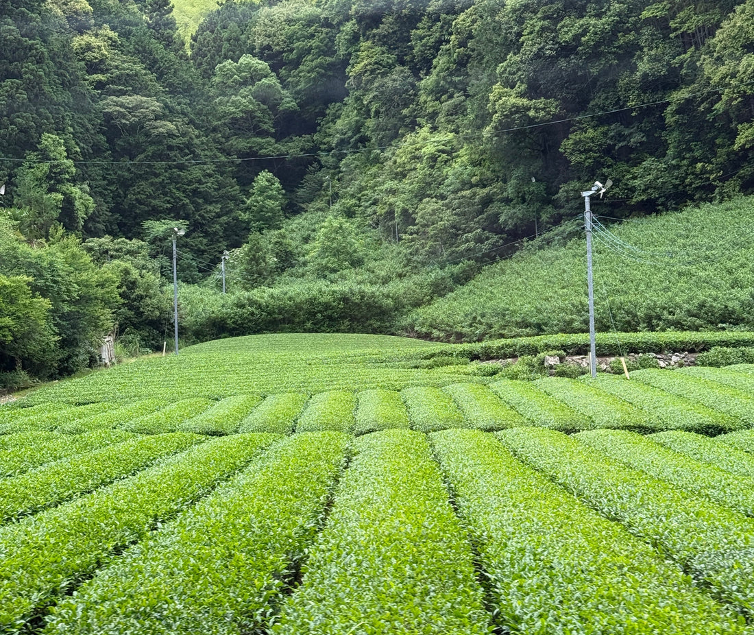 Why Is There a Matcha Shortage?