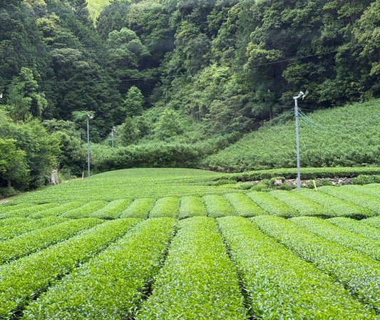 Why Is There a Matcha Shortage?