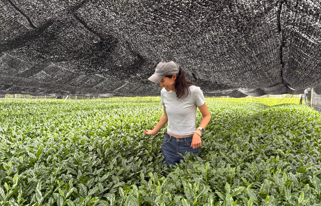 The World of Japanese Tea, Through the Lens of Matcha