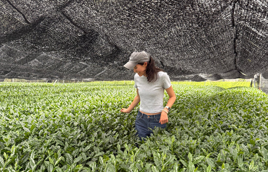 The World of Japanese Tea, Through the Lens of Matcha