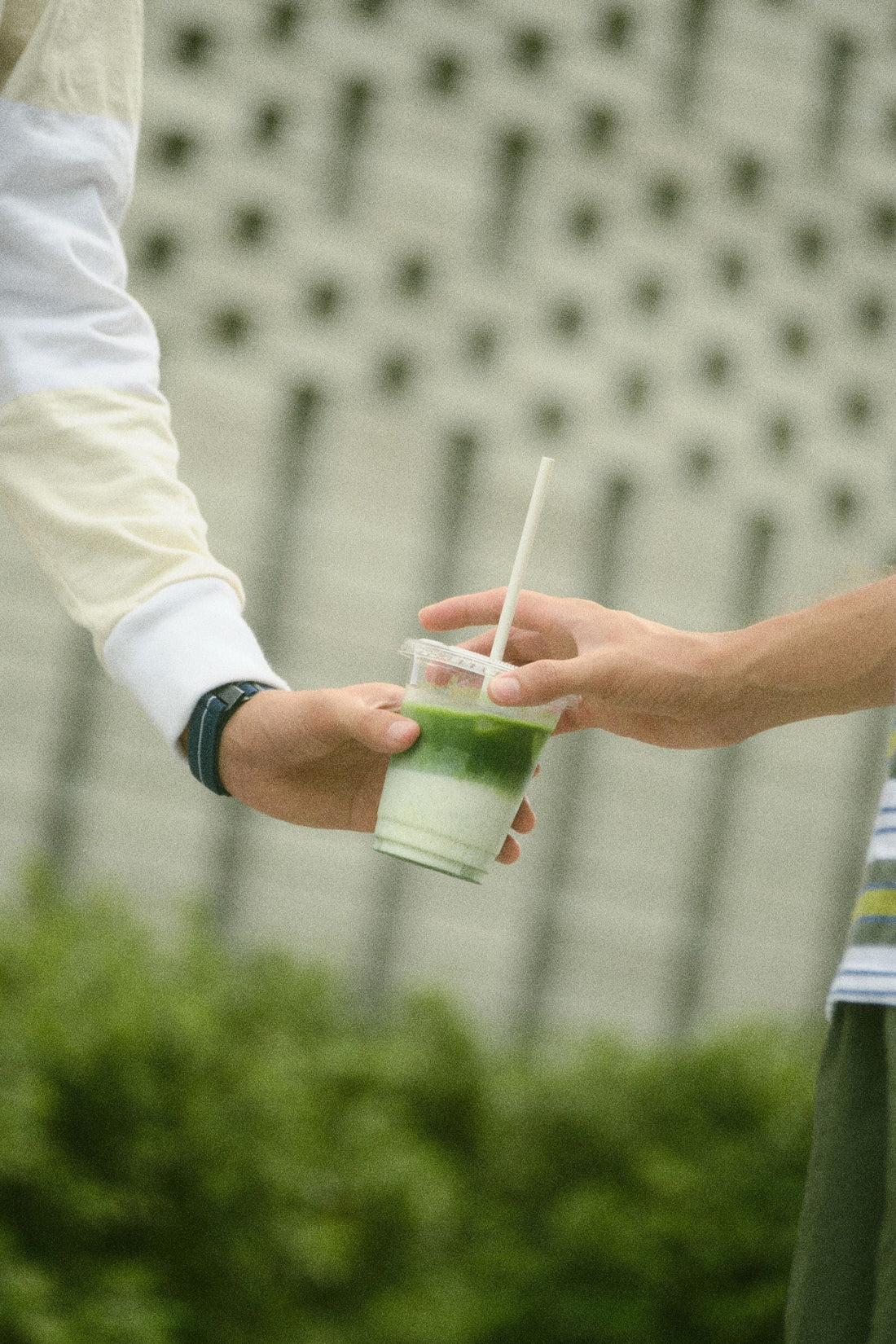 Single vs Multiple Matcha Cultivars for Beginners