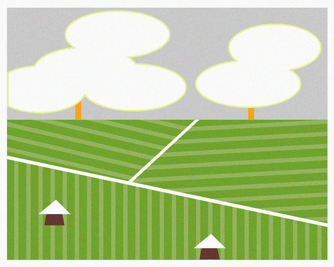 All About The Matcha Plant (Camellia Sinensis)