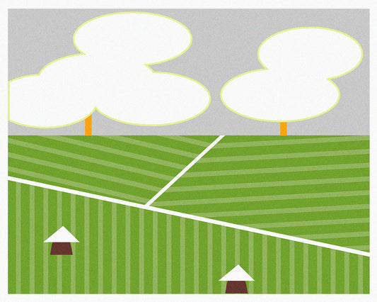 All About The Matcha Plant (Camellia Sinensis)